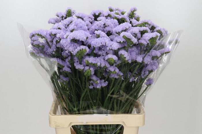 <h4>Limonium sinuatum Donau Birds</h4>