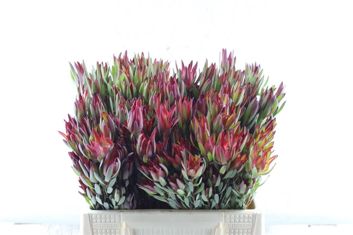 <h4>Leucad Sal Blush Ex</h4>