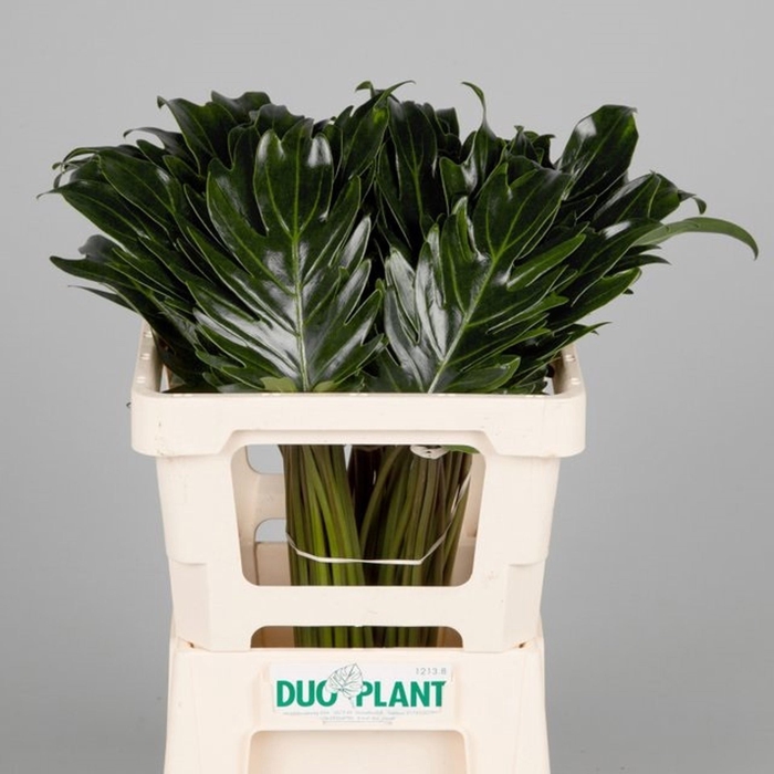 <h4>Philodendron 'Xanadu'</h4>