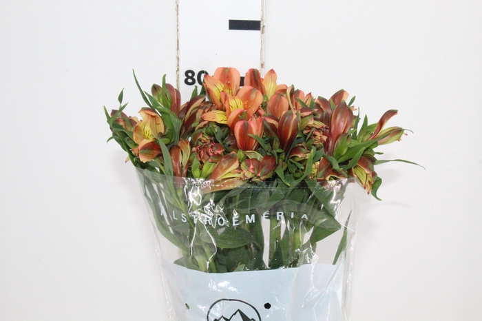 <h4>ALSTROEMERIA CHEERIO 080 CM</h4>