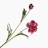 Ranunculus Spray Beauty FL440297BEA
