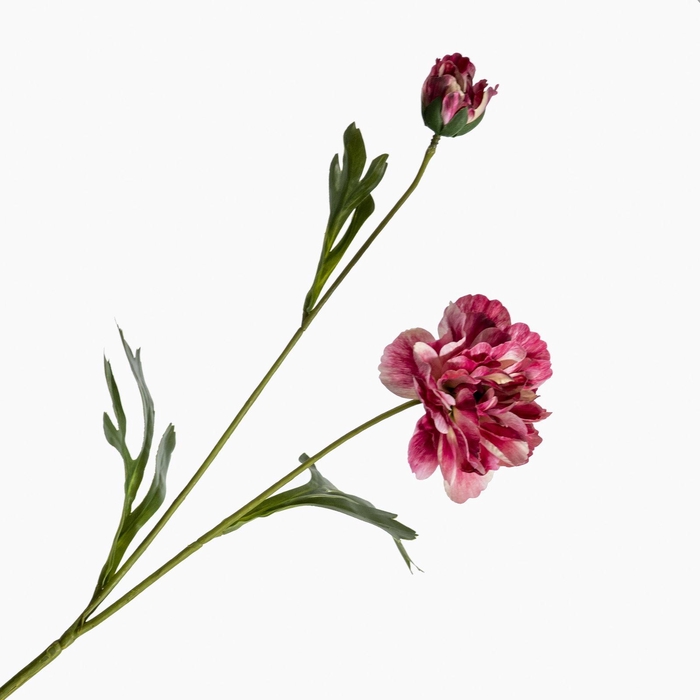 <h4>Ranunculus Spray Beauty FL440297BEA</h4>