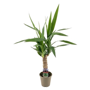 Yucca elephantipes 25cm