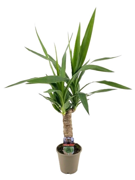 <h4>Yucca elephantipes 25cm</h4>