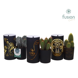 LED Duo glazen met Cactus