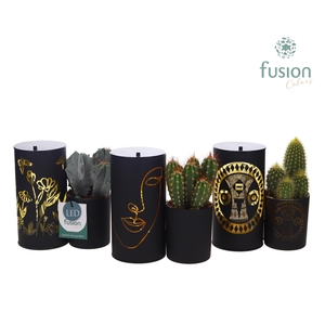 LED Duo glazen met Cactus