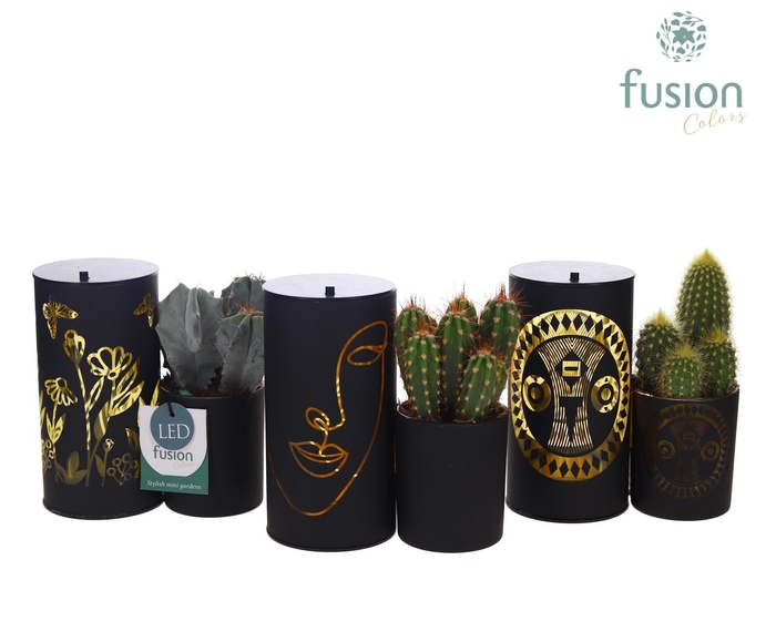 <h4>LED Duo glazen met Cactus</h4>