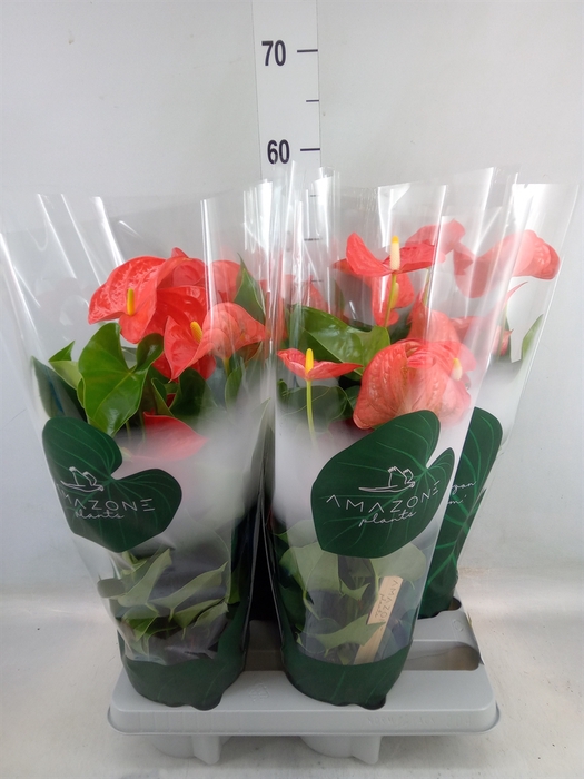 <h4>Anthurium andr. 'Florida'</h4>