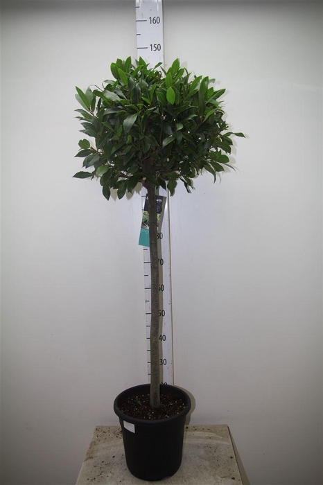 arr8 Lau Nobilis Op Stam