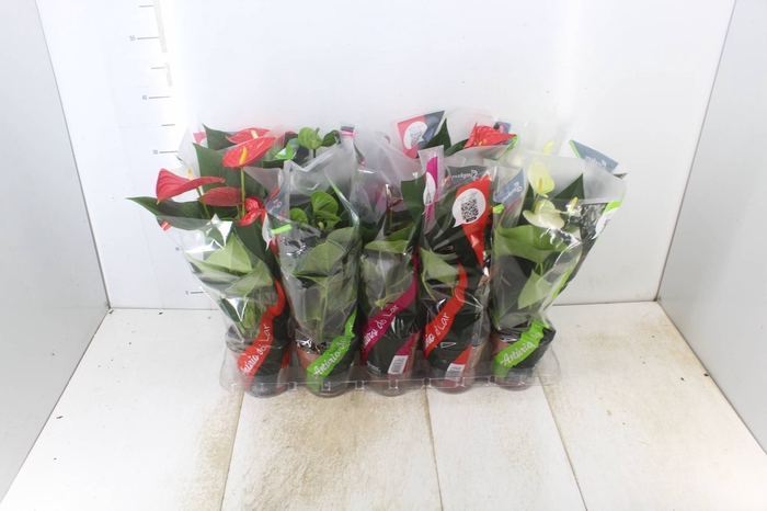 <h4>ANTHURIUM VARIADO P12</h4>