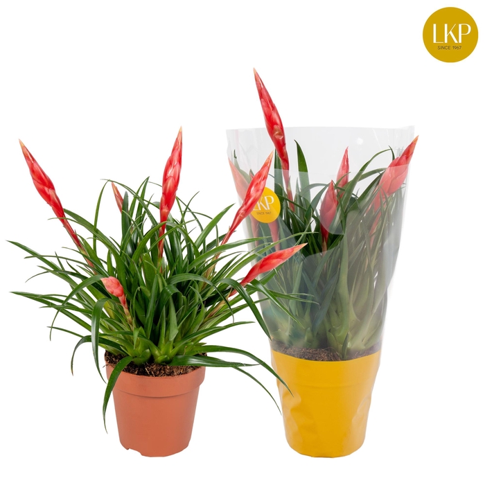 <h4>Vriesea Multiflower Astrid Rood (Met Hoes)</h4>