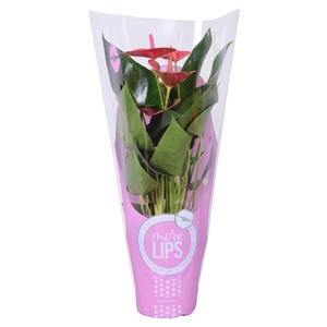 MoreLIPS® Anthurium Sweet Dream in ShowHoes