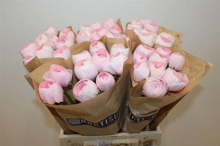 <h4>RAN CLONI EX LADY</h4>