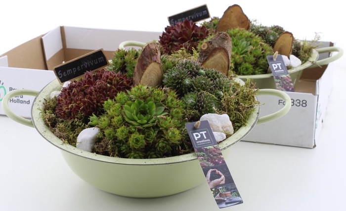 <h4>ARR SEMPERVIVUM</h4>