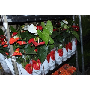 ANTHURIUM VARIADO P15