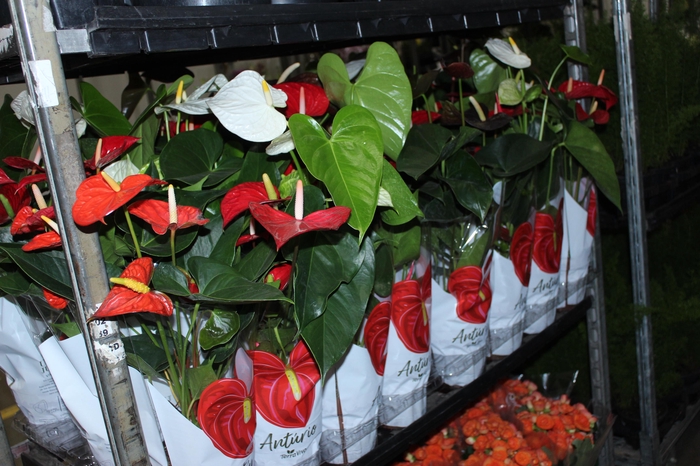 <h4>ANTHURIUM VARIADO P15</h4>