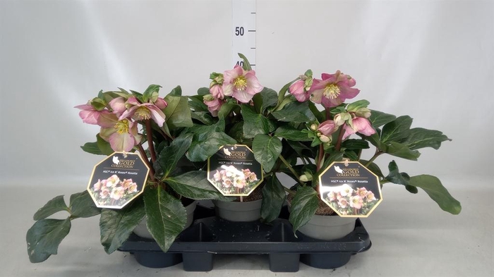 <h4>Helleborus ori.</h4>