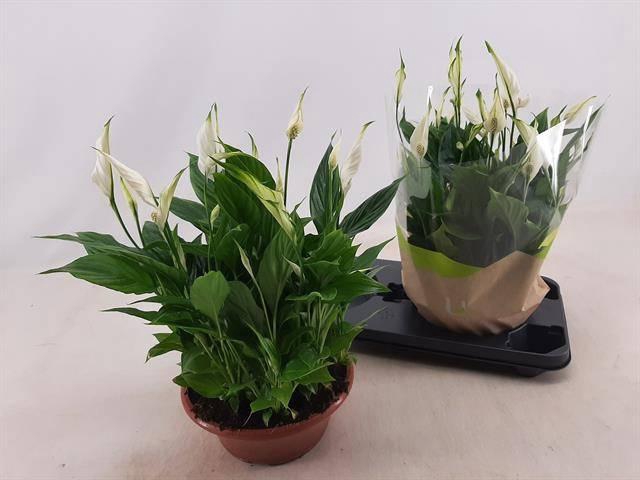 <h4>SPATH BELLINI</h4>