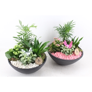 arr2 PL - Ebbischaal L - roze/wit