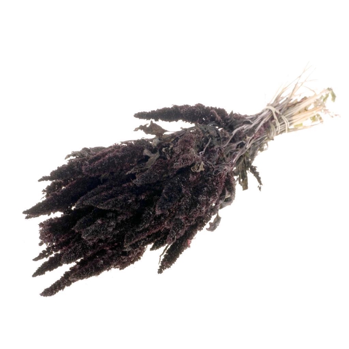 <h4>Amaranthus Deep Brown</h4>