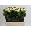 Paeonia Colonel Owen Cousins