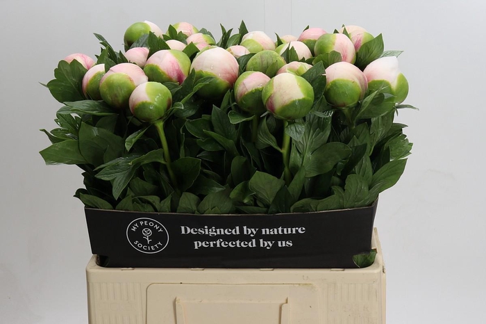 Paeonia Colonel Owen Cousins