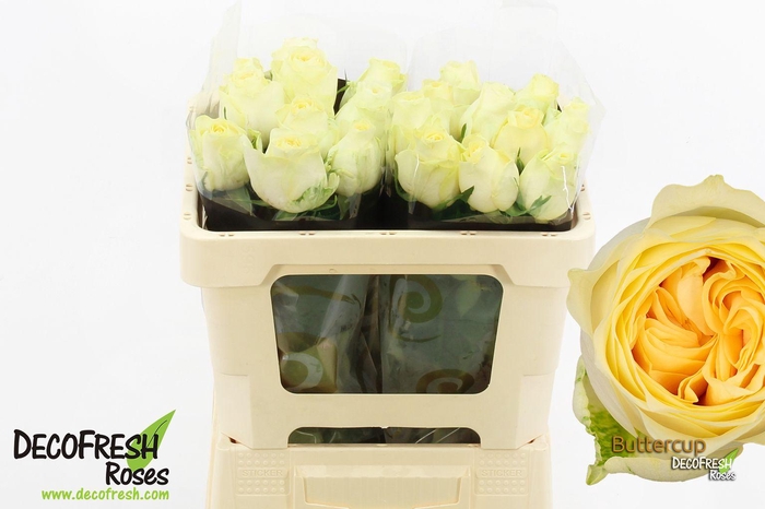 <h4>R Gr Buttercup</h4>