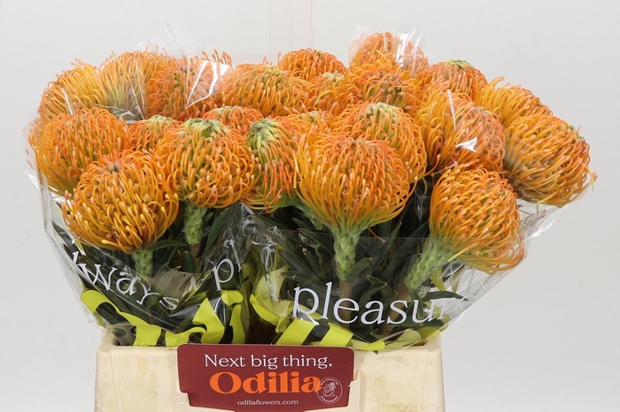 Nutans Ayoba Peach