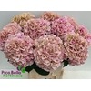 Hydrangea my beautiful vienna classic