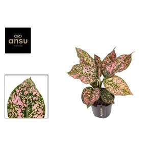 Aglaonema Pink Leopard