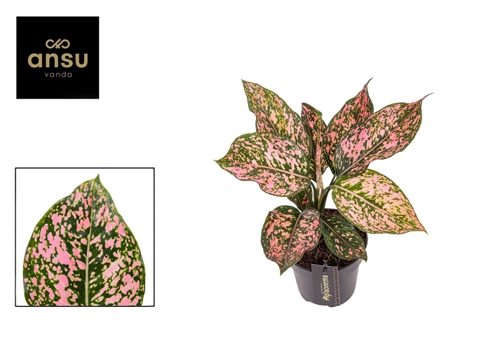 <h4>Aglaonema Pink Leopard</h4>