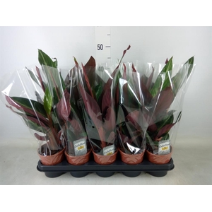 Stromanthe sanguin. 'Stripestar'