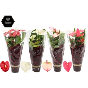 Anthurium 17 cm 4 color mix in Couture Diamond sleeve