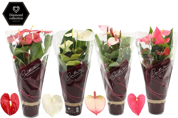 <h4>Anthurium 17 cm 4 color mix in Couture Diamond sleeve</h4>