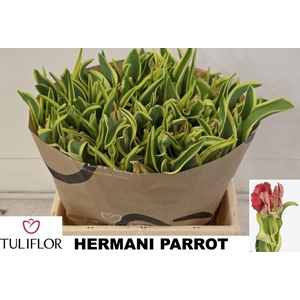 TU PA HERMANI PARROT