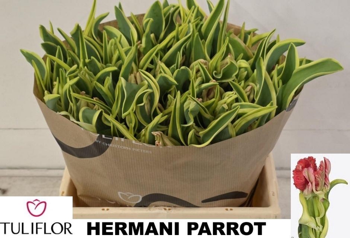 <h4>TU PA HERMANI PARROT</h4>