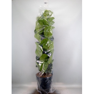 Ficus lyrata 'Bambino'