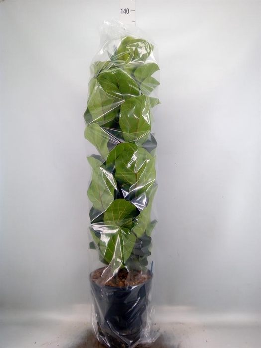 <h4>Ficus lyrata 'Bambino'</h4>
