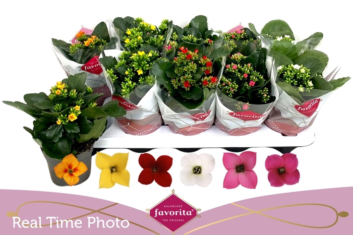 <h4>KAL EN GEM 6 KL</h4>