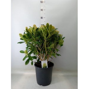 Skimmia jap. 'Finchy'