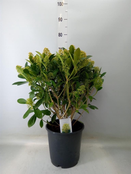 <h4>Skimmia jap. 'Finchy'</h4>