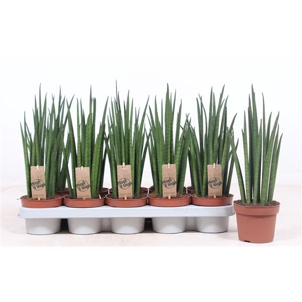 <h4>Sansevieria bacularis</h4>