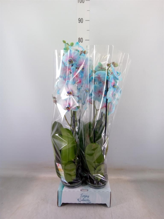 <h4>Phalaenopsis   ...</h4>