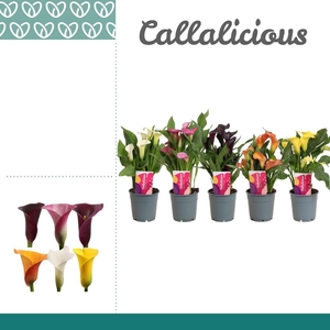 Zantedeschia (calla) Mix Kort