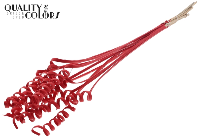 Cane Spring on stem Covered Red