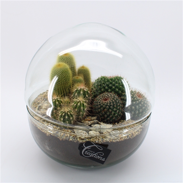 CTCR-2425 Cactus Essentials Terrarium