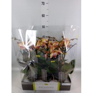 Phalaenopsis multi.   ...orange