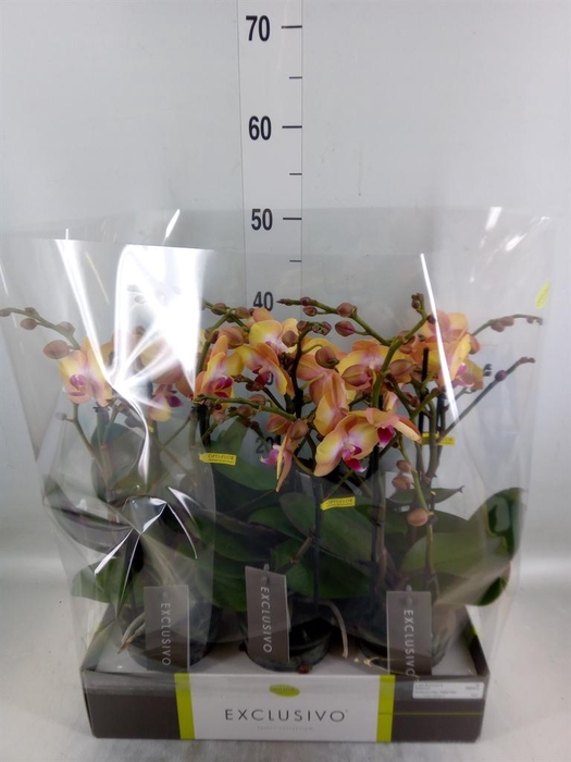 <h4>Phalaenopsis multi. ...orange</h4>