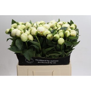 Paeonia Bridal Shower