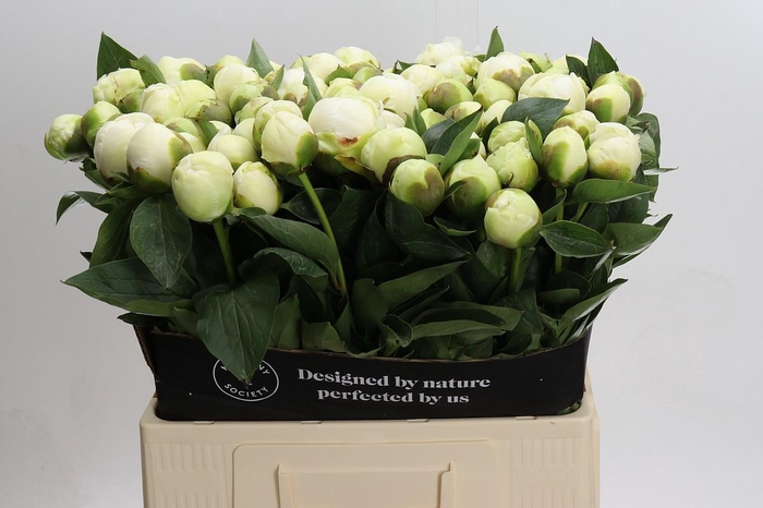 <h4>Paeonia Lact. Bridal  Shower</h4>